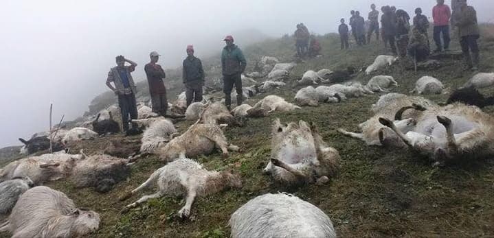 जङ्गलमा चर्दै गरेका भेडामा चट्याङ लाग्दा ५२ भेडा मरे